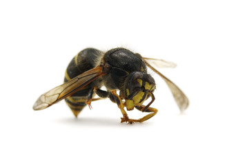 bee isolated on white