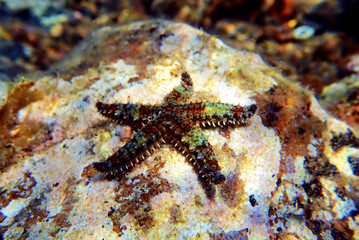 Mediterranean rock seastar - Coscinasterias tenuispina