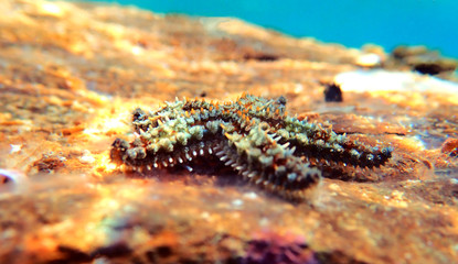 Mediterranean rock seastar - Coscinasterias tenuispina