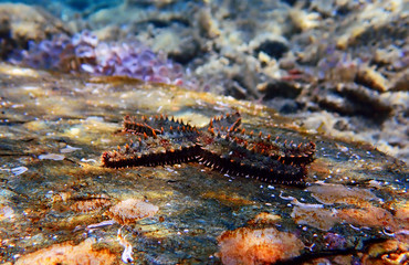 Mediterranean rock seastar - Coscinasterias tenuispina