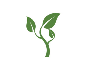 Eco Tree Leaf Logo  shutterstock