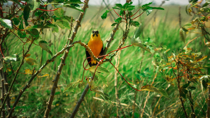 Quiet bird standing on a branch