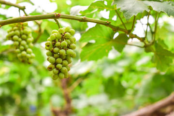 Vine and bunch of green grapes in garden the vineyard.
