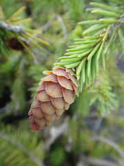 Pinus tree fruit macro background fine art in high quality