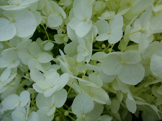Flower macro background fine art in high quality prints Hydrangea family hydrangeaceae
