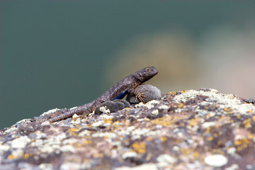 Western Fence Lizzard