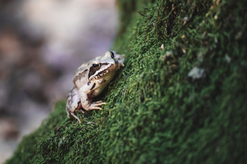 Frog in the woods