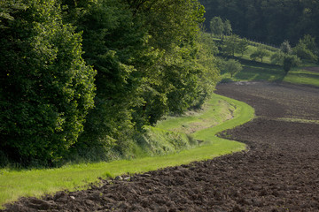 Cultivated fields in Padova countryside