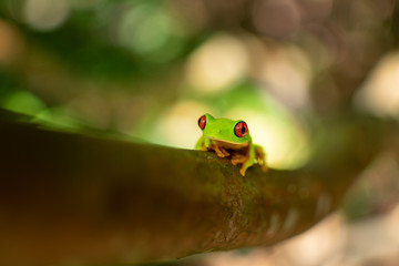 red eyes frog on tree