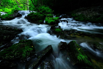 Obraz premium 夏の小黒滝