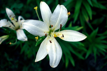 White lilies with raindrops in the garden. Nature. A single Lily..