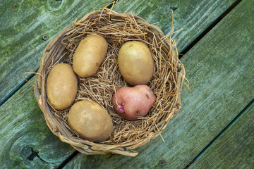 Farm fresh organic brown and pink potatoes in a wicker basket on wood planks