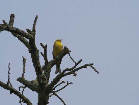 recommend clip art: A yellowhammer sits on the branch of bare dry tree, blue sky background, copy space. Emberiza citrinella is a passerine bird in the bunting family.
