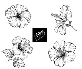 Detailed hand drawn ink black and white illustration set of hibiscus, leaf. sketch. Vector eps 8