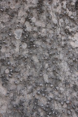 jade tree texture