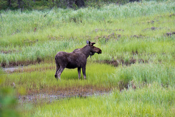 Fototapeta na wymiar Moose in Meadow