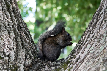 Black squirrel eating a nut on a tree