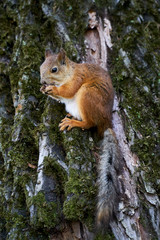 Naklejka na ściany i meble Squirrel eating a nut on a tree