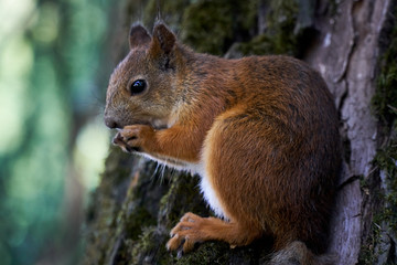Naklejka na ściany i meble Cute squirrel eating a nut on a tree