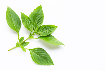 Sweet Basil leaves on white background.