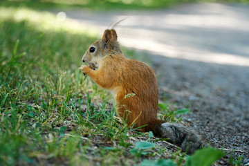 Cute squirrel eating a nut