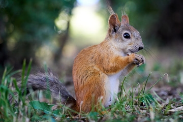 Naklejka na ściany i meble Squirrel sitting on the grass