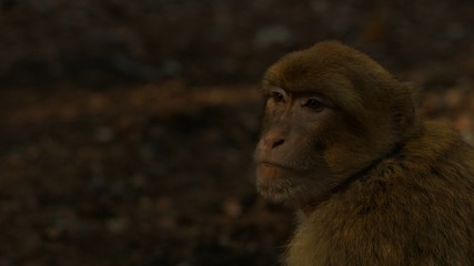 Macaque monkey in Azrou forest, Moroccan atlas