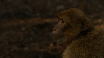 Macaque monkey in Azrou forest, Moroccan atlas
