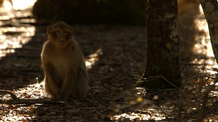 Macaque monkey in Azrou forest, Moroccan atlas