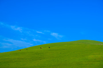 Meadow with beautiful blue sky background with copy space