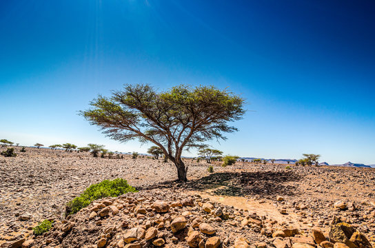 Savanna in moroccan hamada desert Erg Chigaga near Foum Zguid with acacia trees