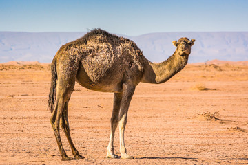 Wild camel in desert Sahara in Erg Chigaga, Morocco 