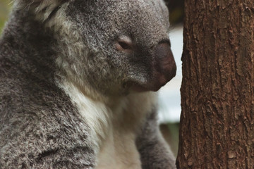 cute fluffy koala bear sitting on his branch close up