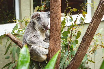 cute fluffy koala bear sitting on his branch sleepy