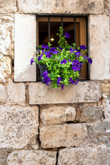 Pot plant of purple petunias on window sill of stone wall