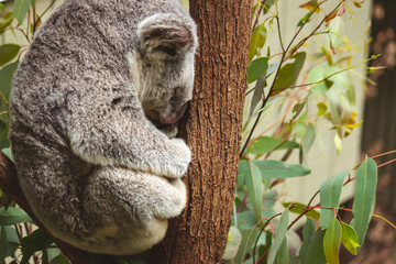cute fluffy cuddly koala bear sitting sleeping on his branch