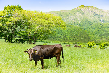 春の新緑の高原の牧場と放牧牛