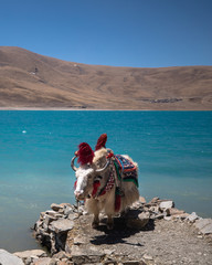 A view of the picturesque Yamdrok Lake with a domestic yak in the Tibet Autonomous Region, an area...