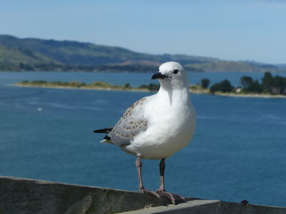  seagull