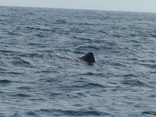 Fototapeta premium whale fin out of the water
