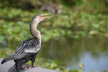 Anhinga on Anhinga Trail in Everglades National Park