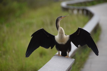 Anhinga on Anhinga Trail in Everglades National Park