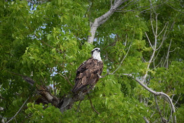Osprey Sitting in a Tree in EvergladesNational Park