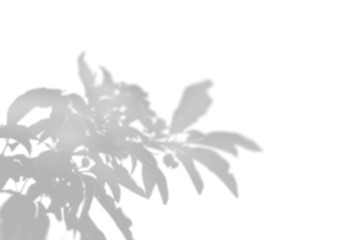 The shadow of an exotic plant on a white wall. Black and white image for photo overlay or the mockup