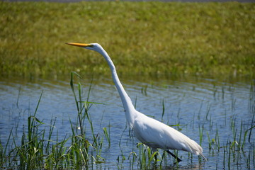 Great Egret in Florida
