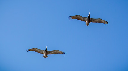 Pair of Pelicans