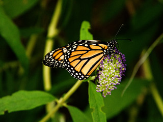 Obraz na płótnie Canvas Monarch Butterfly