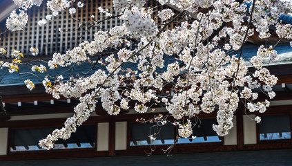 Cherry blossom (hanami) in Kyoto, Japan