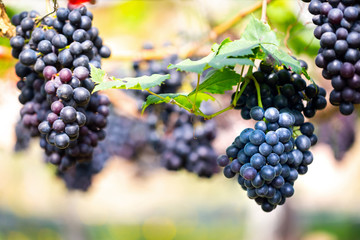 Close-up of bunches of ripe purple red wine grapes on vine