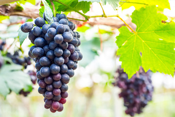 Close-up of bunches of ripe purple red wine grapes on vine